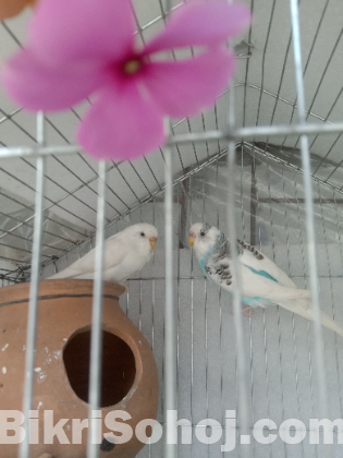 Budgerigar Birds for Sale, 2 Birds, Laying Eggs Again